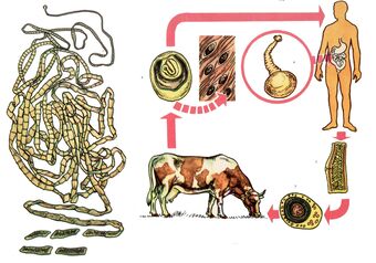 For a very common helminth, the bovine tapeworm, a cow serves as the intermediate host and a person is the last. 