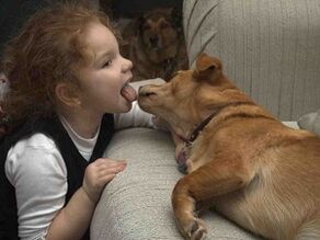 A child kisses a dog and becomes infected with parasites.