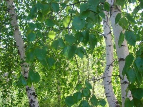 birch leaf parasites in the human body