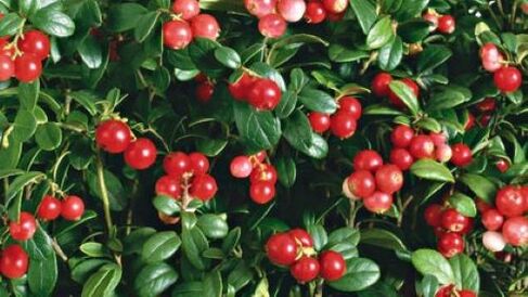 lingonberries against parasites in the body