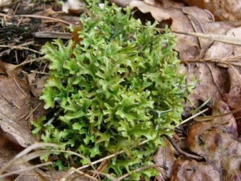 parasite cetraria in the body