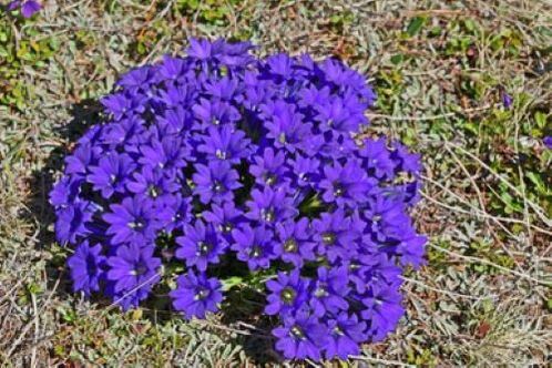 parasite fever root in the body