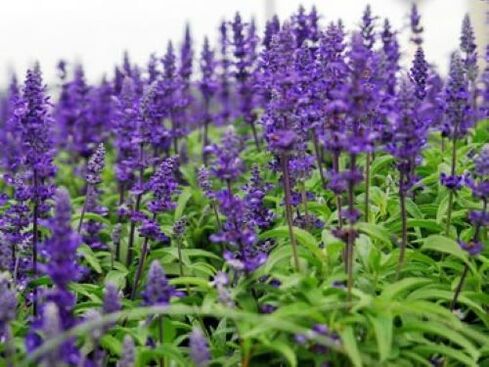 salvia from parasites in the body
