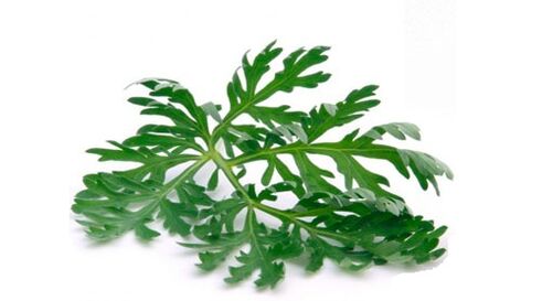wormwood to eliminate parasites from the body