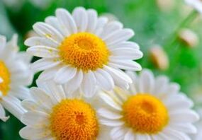 Healing chamomile flowers a means of getting rid of worms