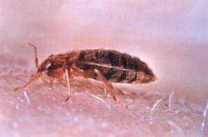 The bed bug is a parasite that feeds on human blood. 