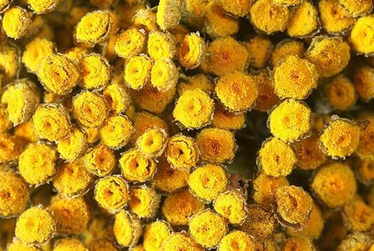 tansy contains substances that are poisonous to humans