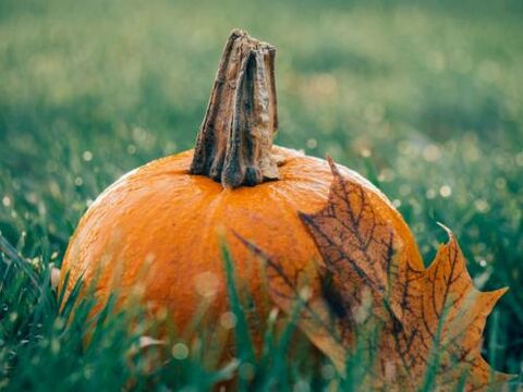 pumpkin seeds from parasites on the body