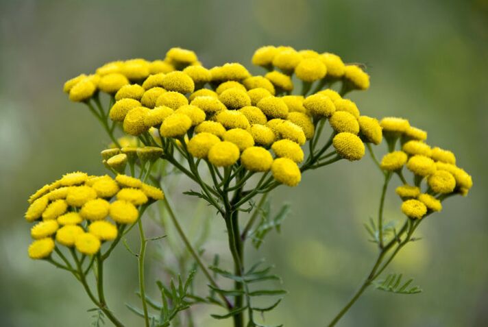Bitter vegetable tansy will help remove parasites from the body. 