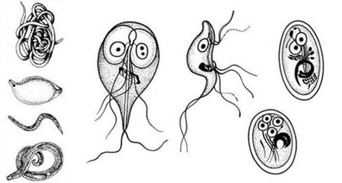 The simplest parasites in the human body. 