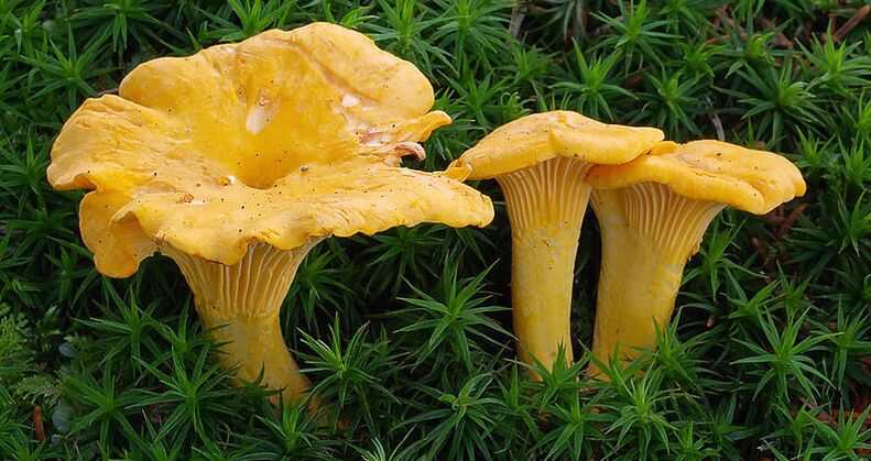 parasites chanterelle mushrooms