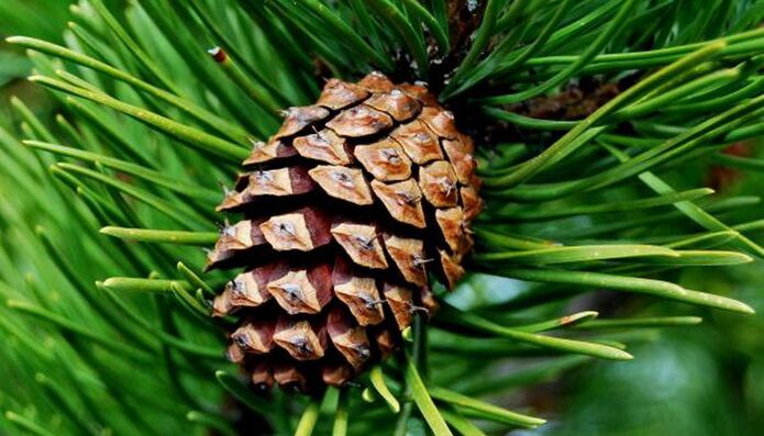 pine cone to deworm
