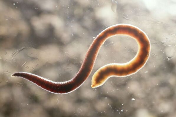human body worm