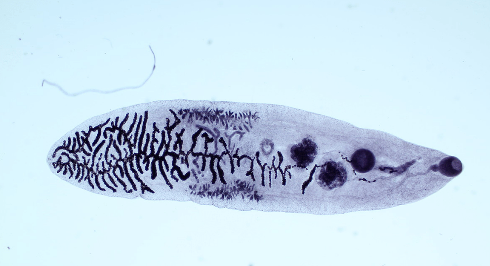 Parasite of the class of flukes (trematodes)
