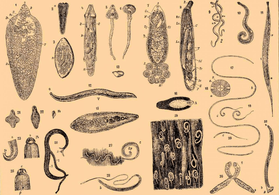 Types of worms that live in the body. 