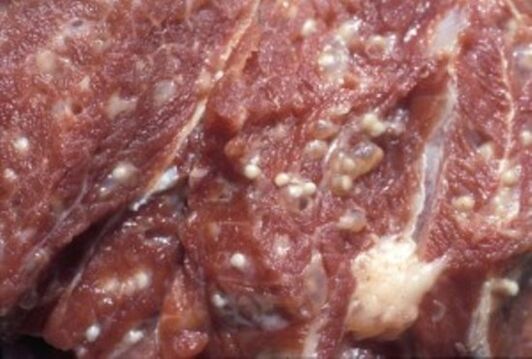 Meat contaminated with dangerous parasites trichinella